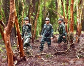 Arduous task of forest guardians in Military Region 9